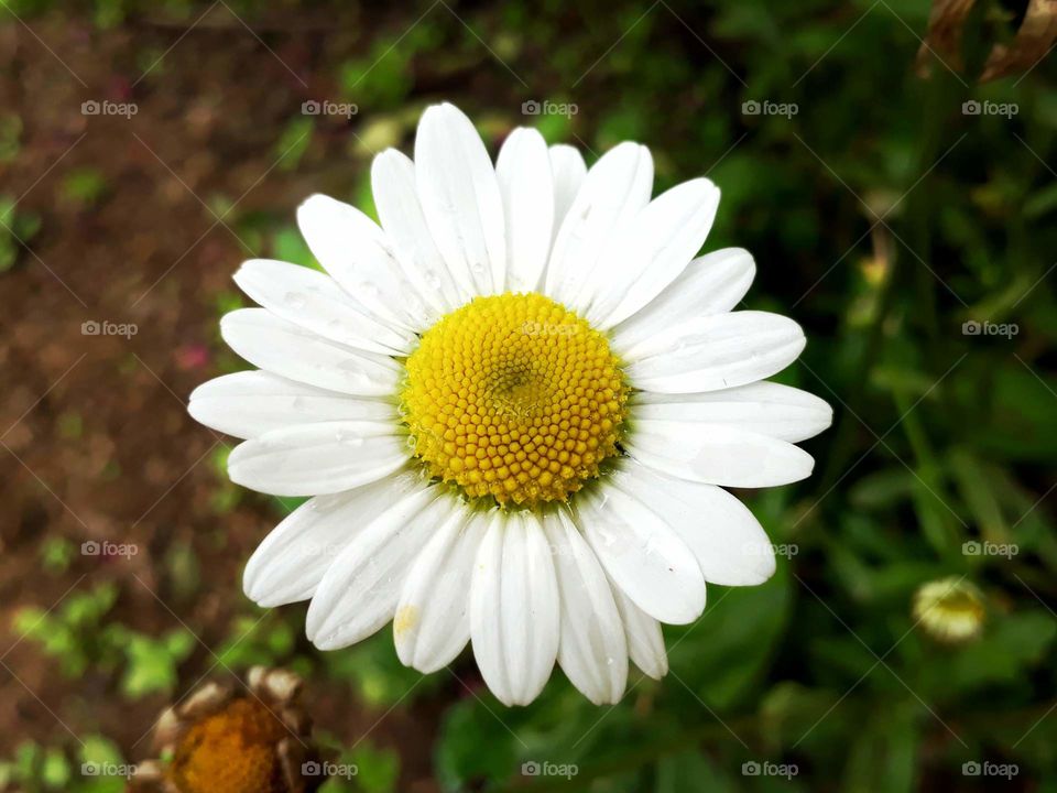 Closeup shot of Daisy