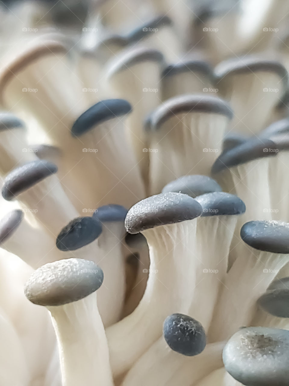 Closeup of oyster mushroom sprouts