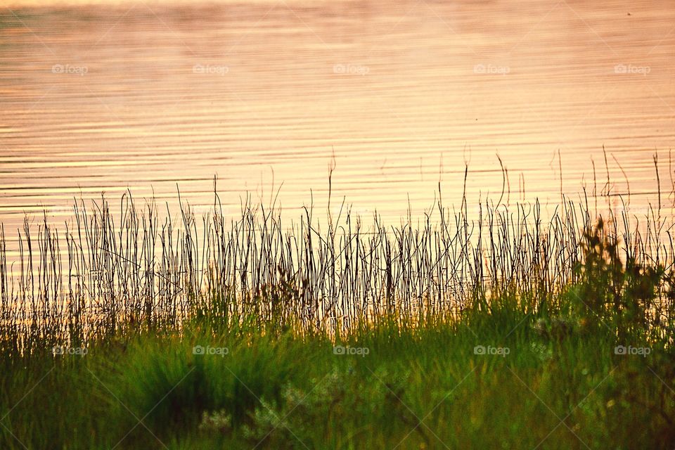 Scenic view of grass and lake