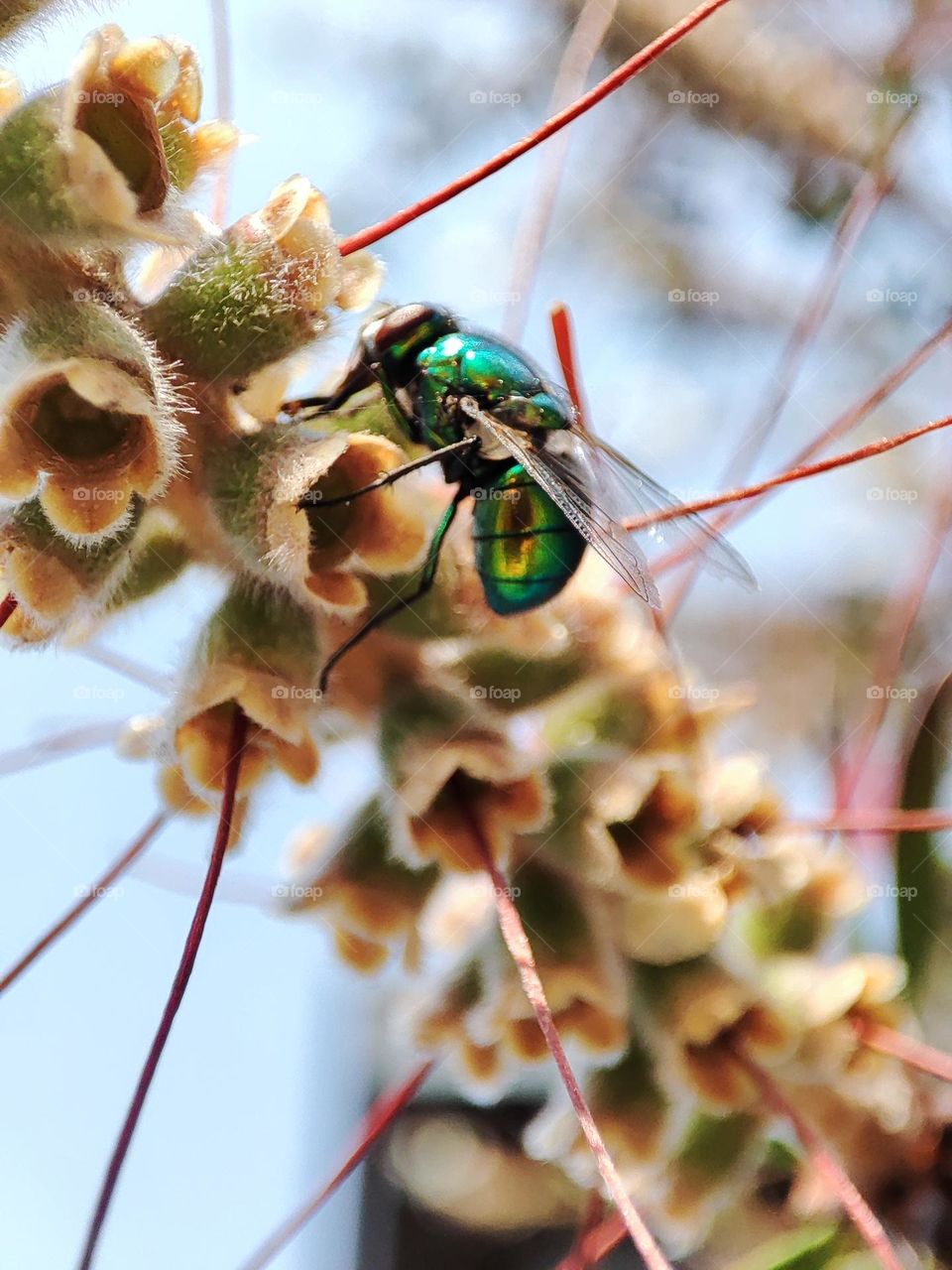 Bottle fly, feeding upon nectar