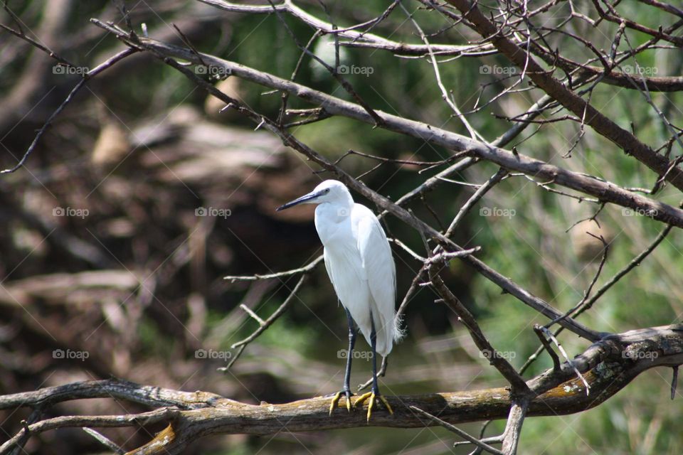 Beautiful bird.