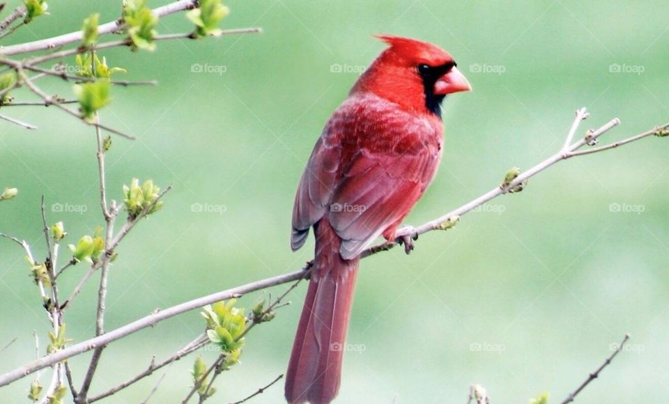 Male Northern Cardinal 