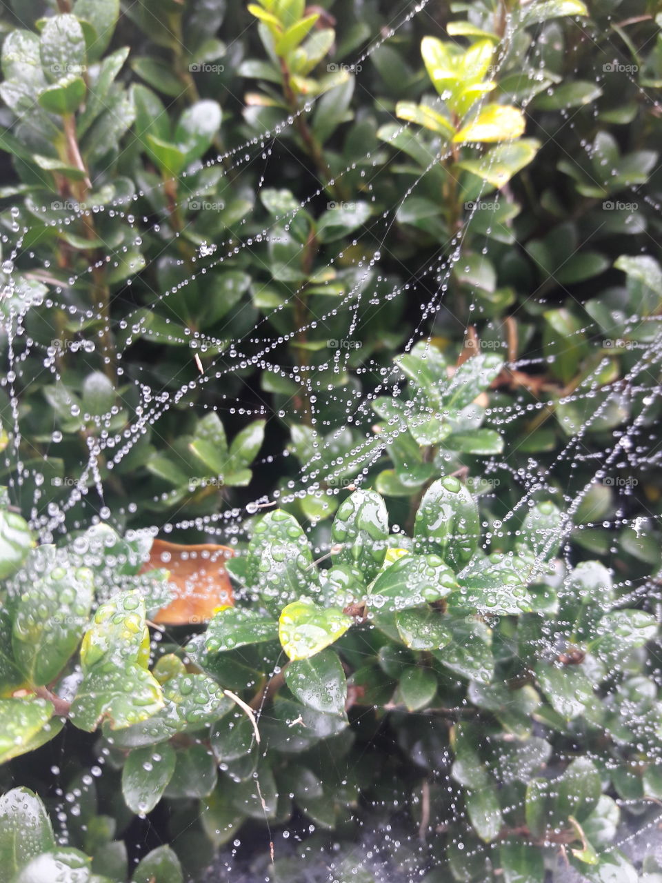 dew in web