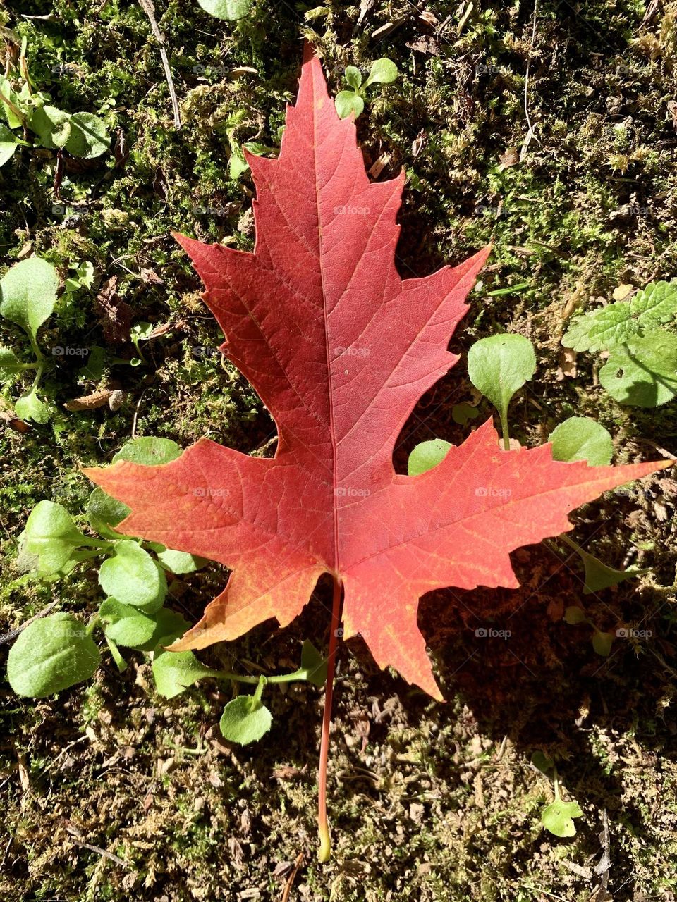 composition on the grass of colorful maple leave