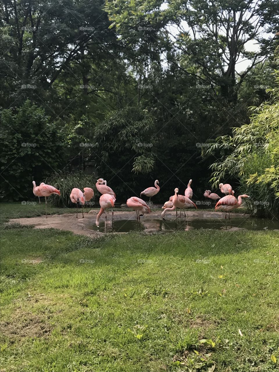 Flamingos