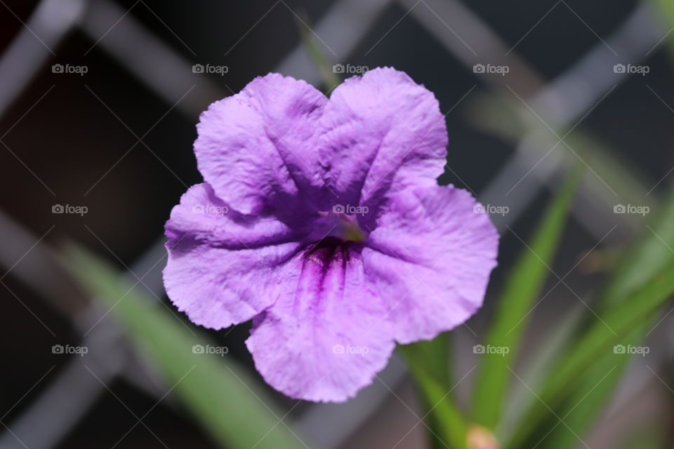 Macro of a purple flower 