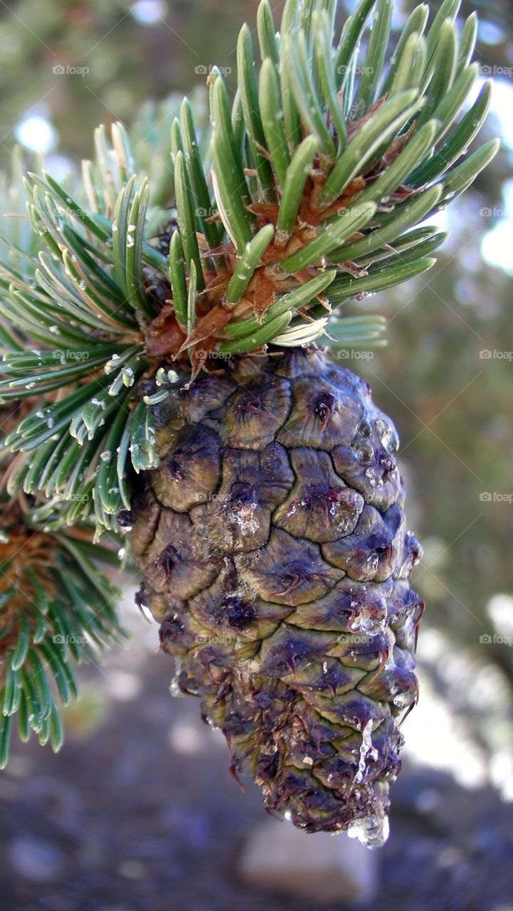 Pine cone