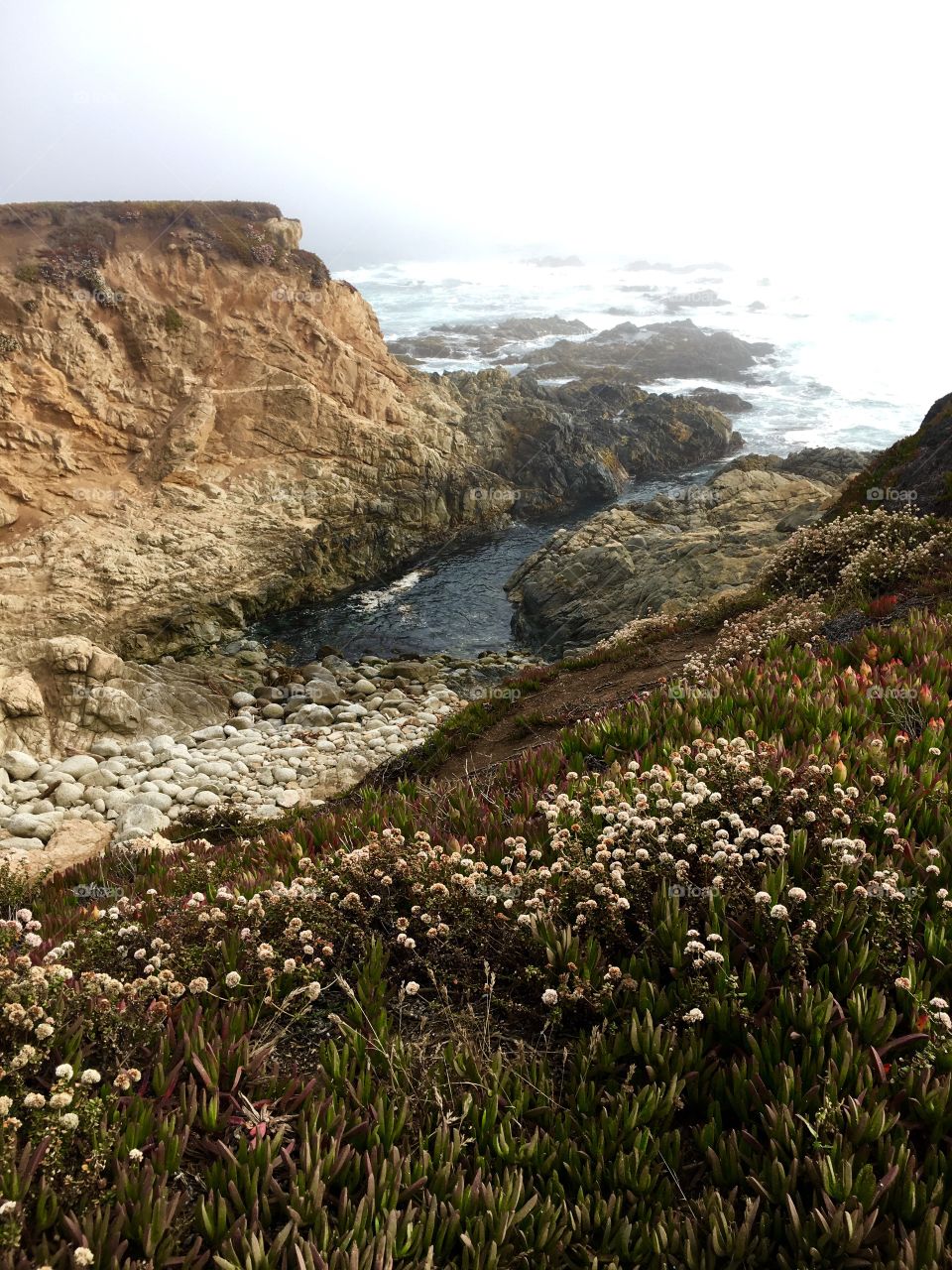 Scenic view of wildflowers near sea