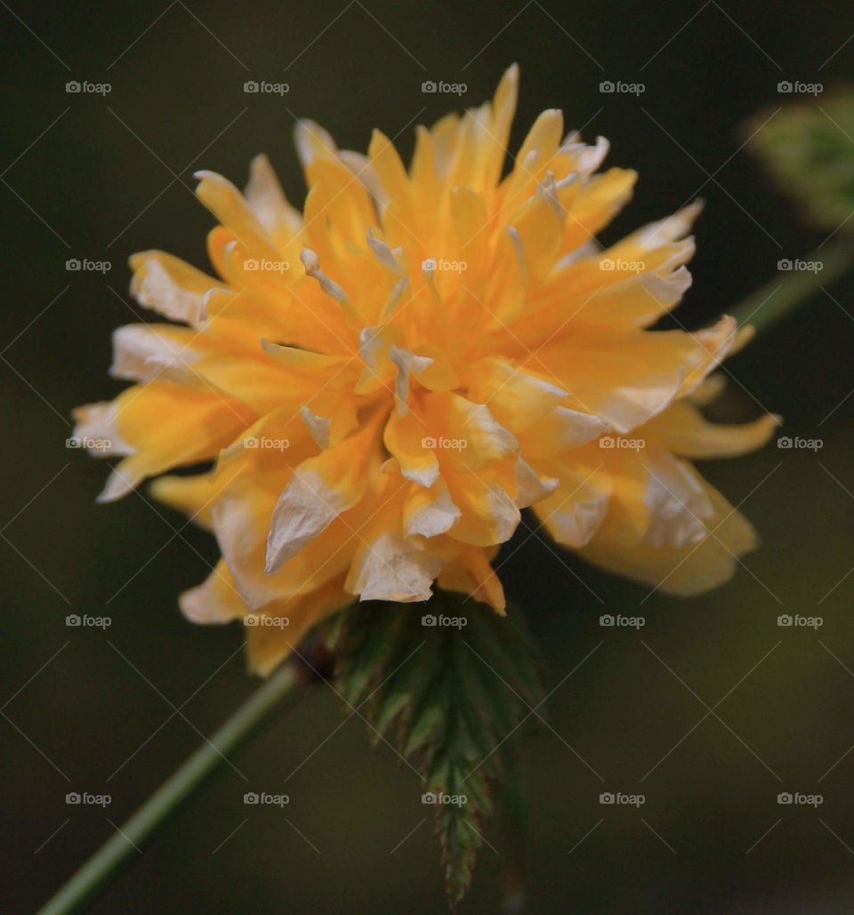 yellow flower