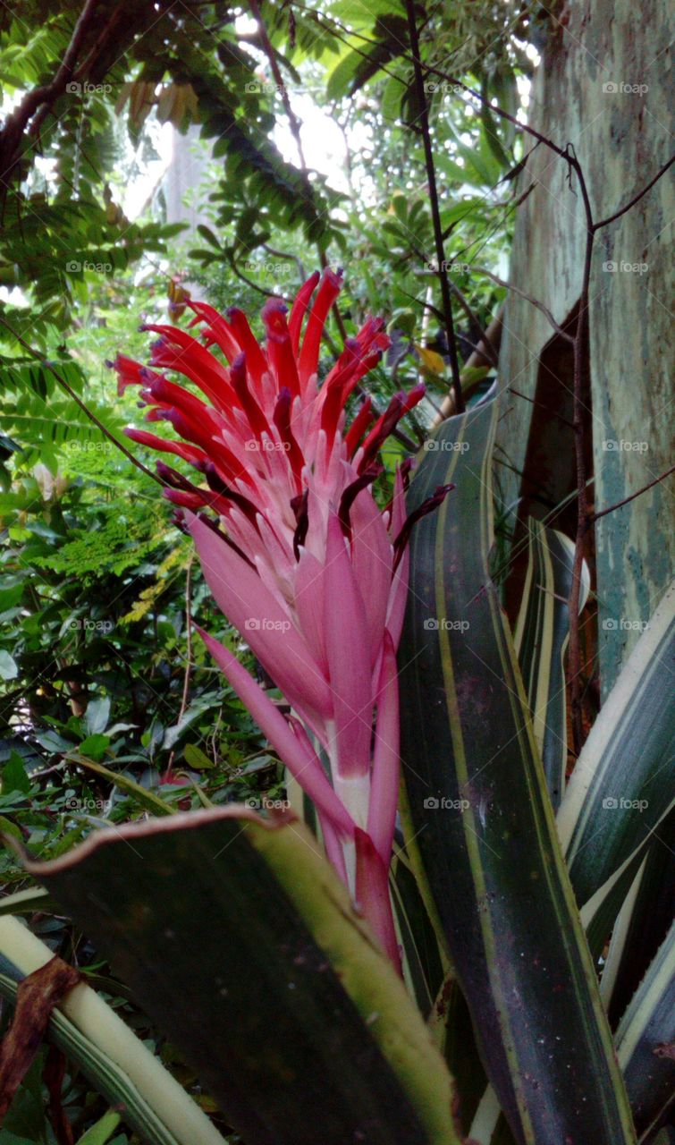 Tropical Flower