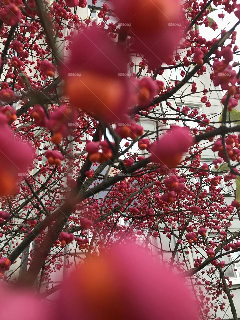 Pink plants 