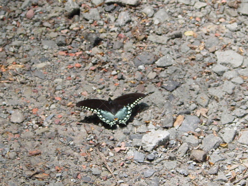 butterfly. took photo of butterfly in West Virginia
