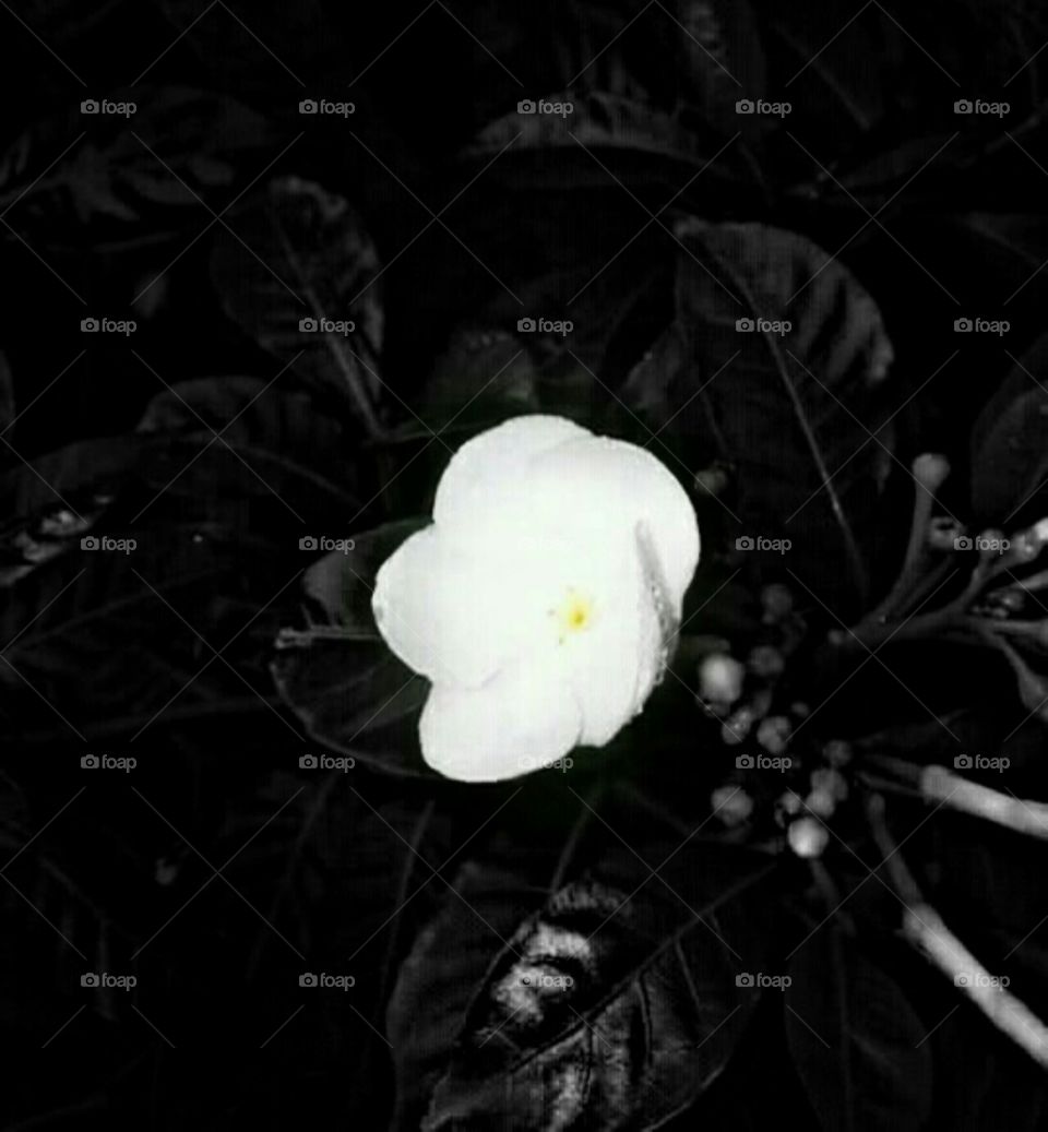 flowers 💐 ______night