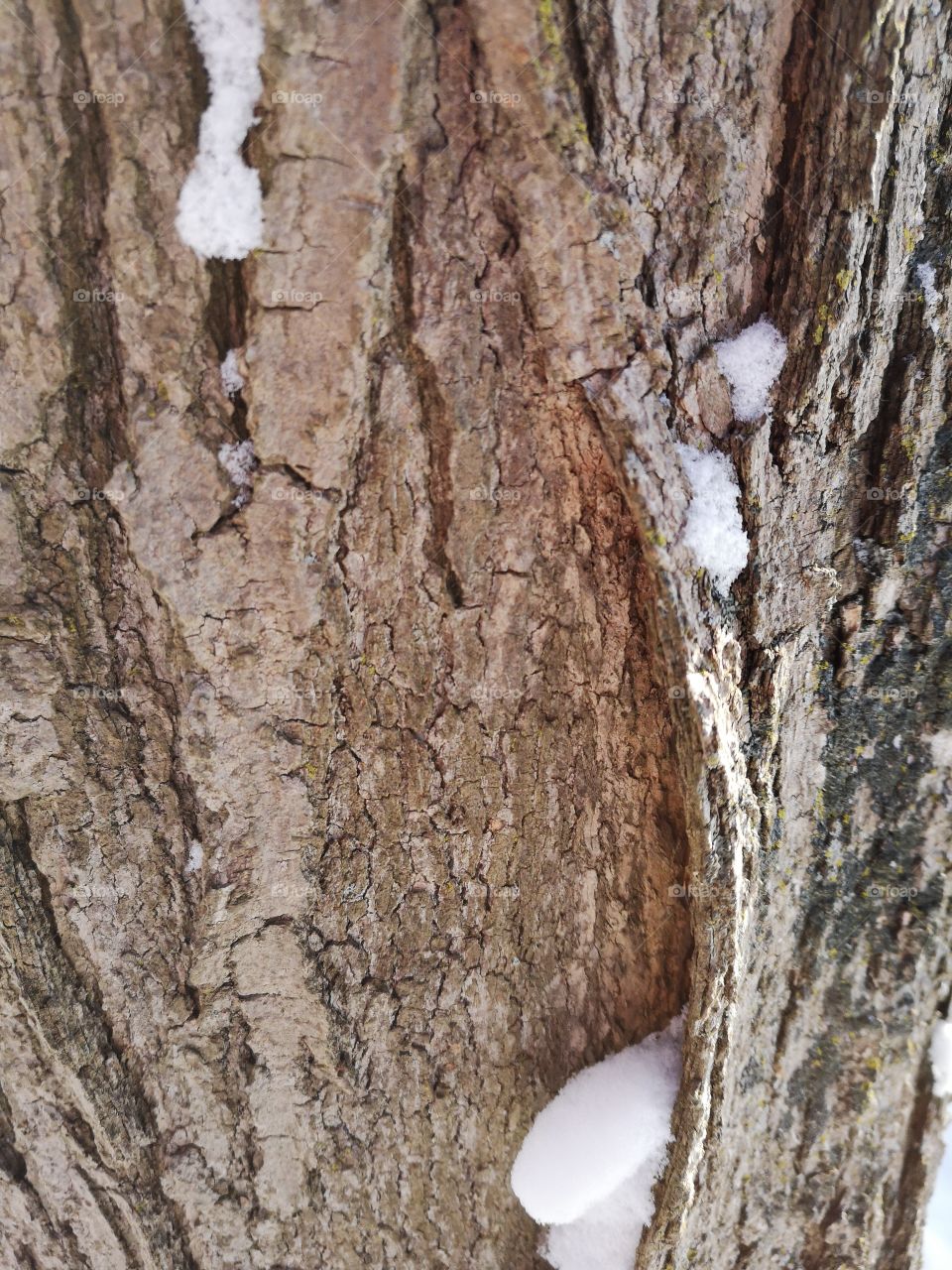 Snow in Tree Bark