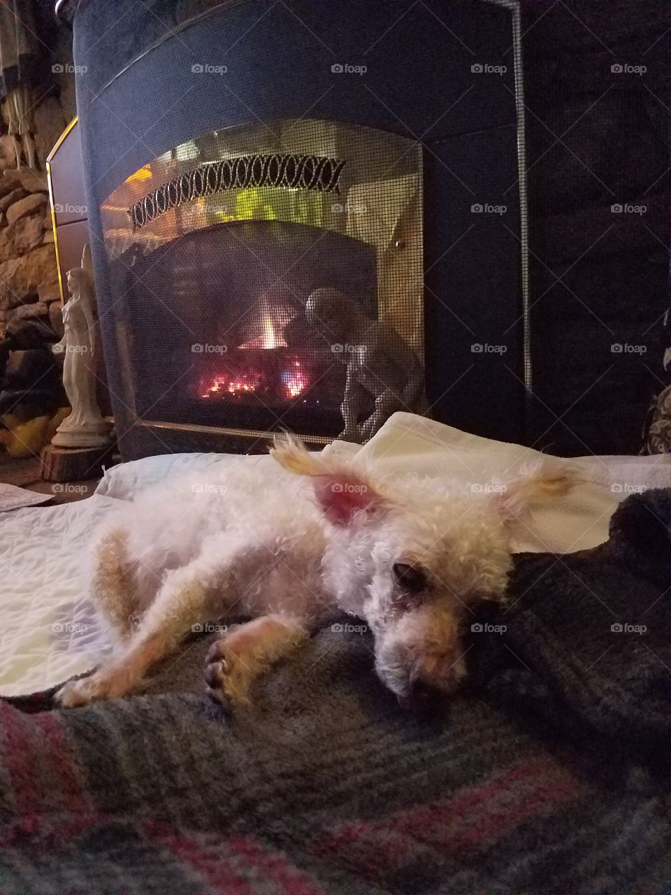 Dog sleeping in bed in front of burning fireplace.🐾