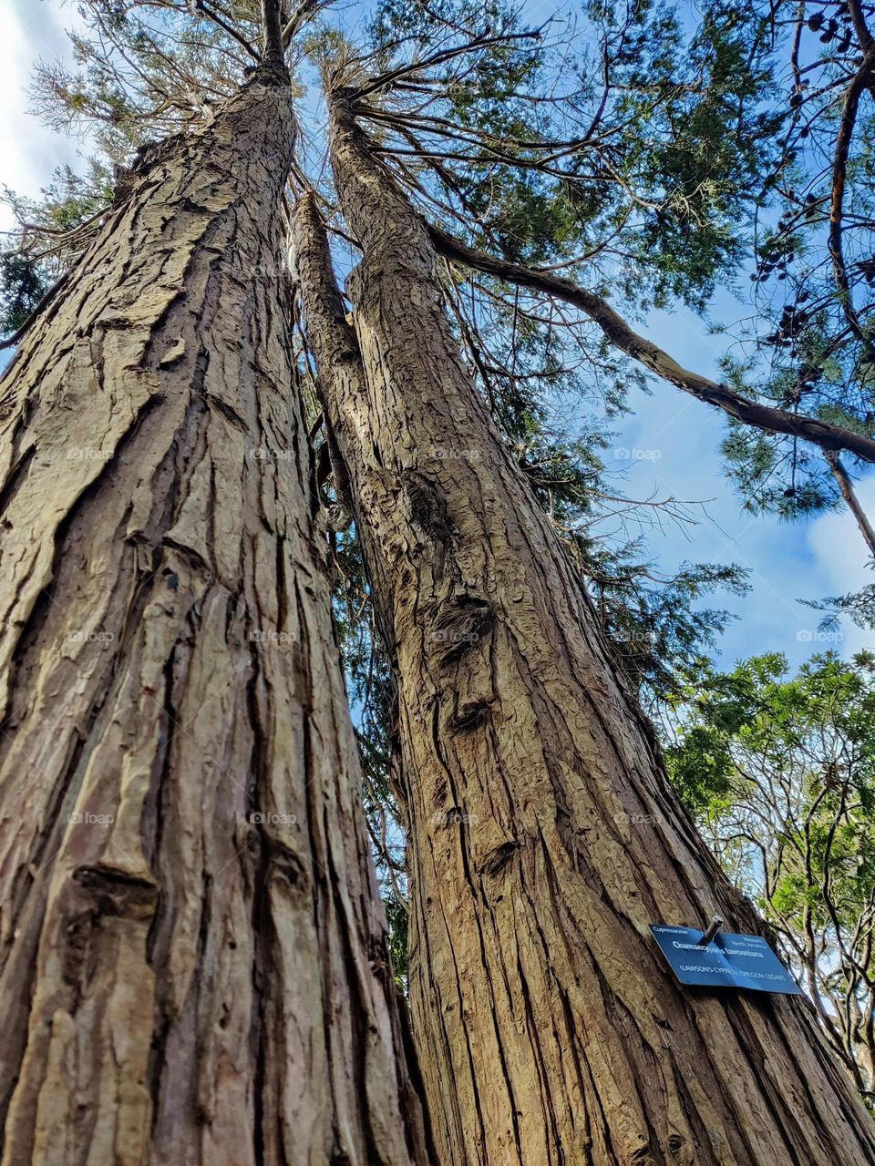 Trees at Rotorua