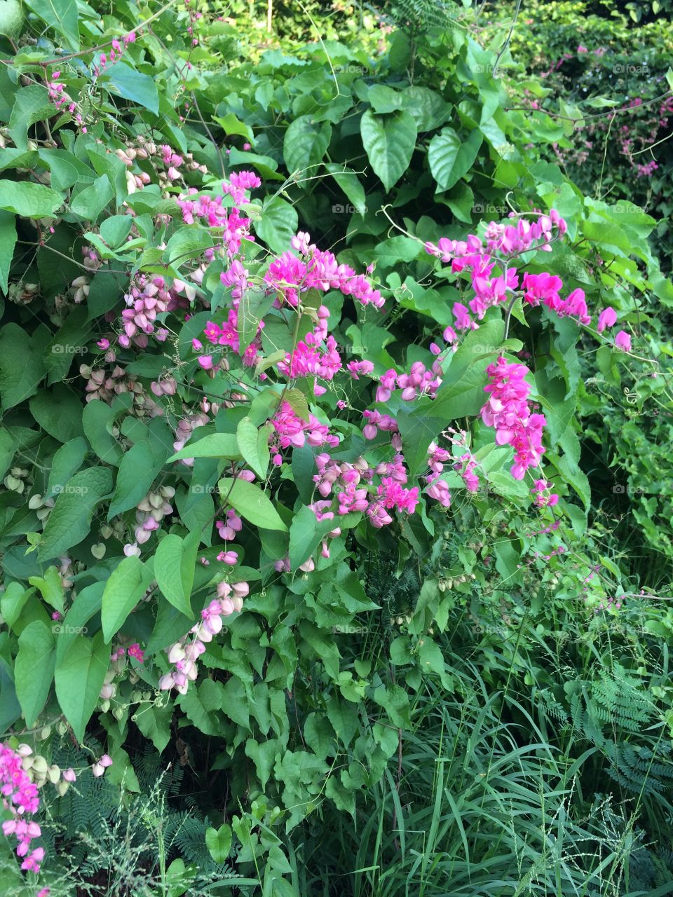 Running Vine with Pink Blossoms