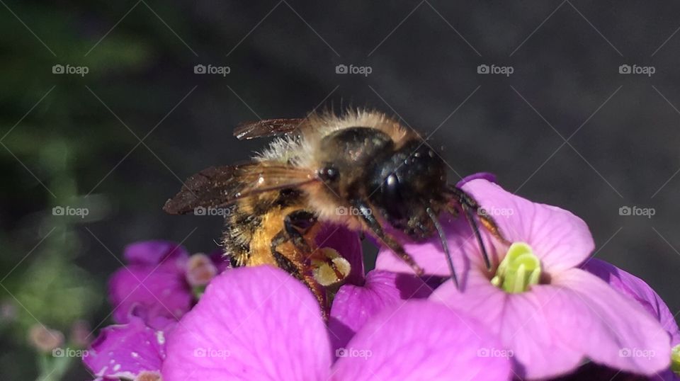 Bee loaded with nectar 