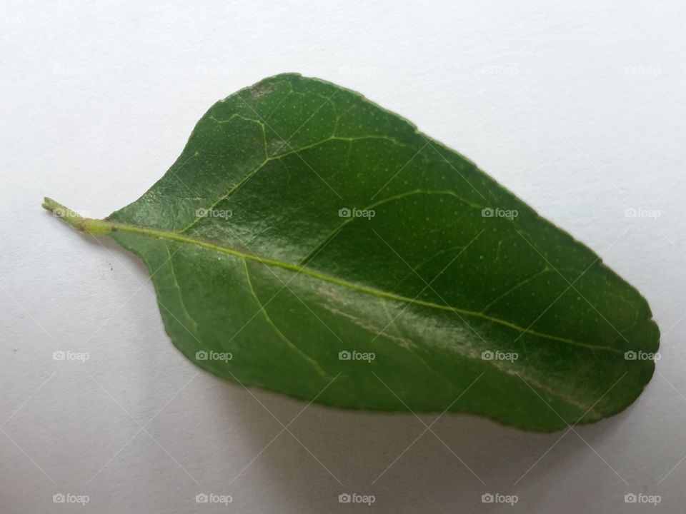 green fresh Curry leaf