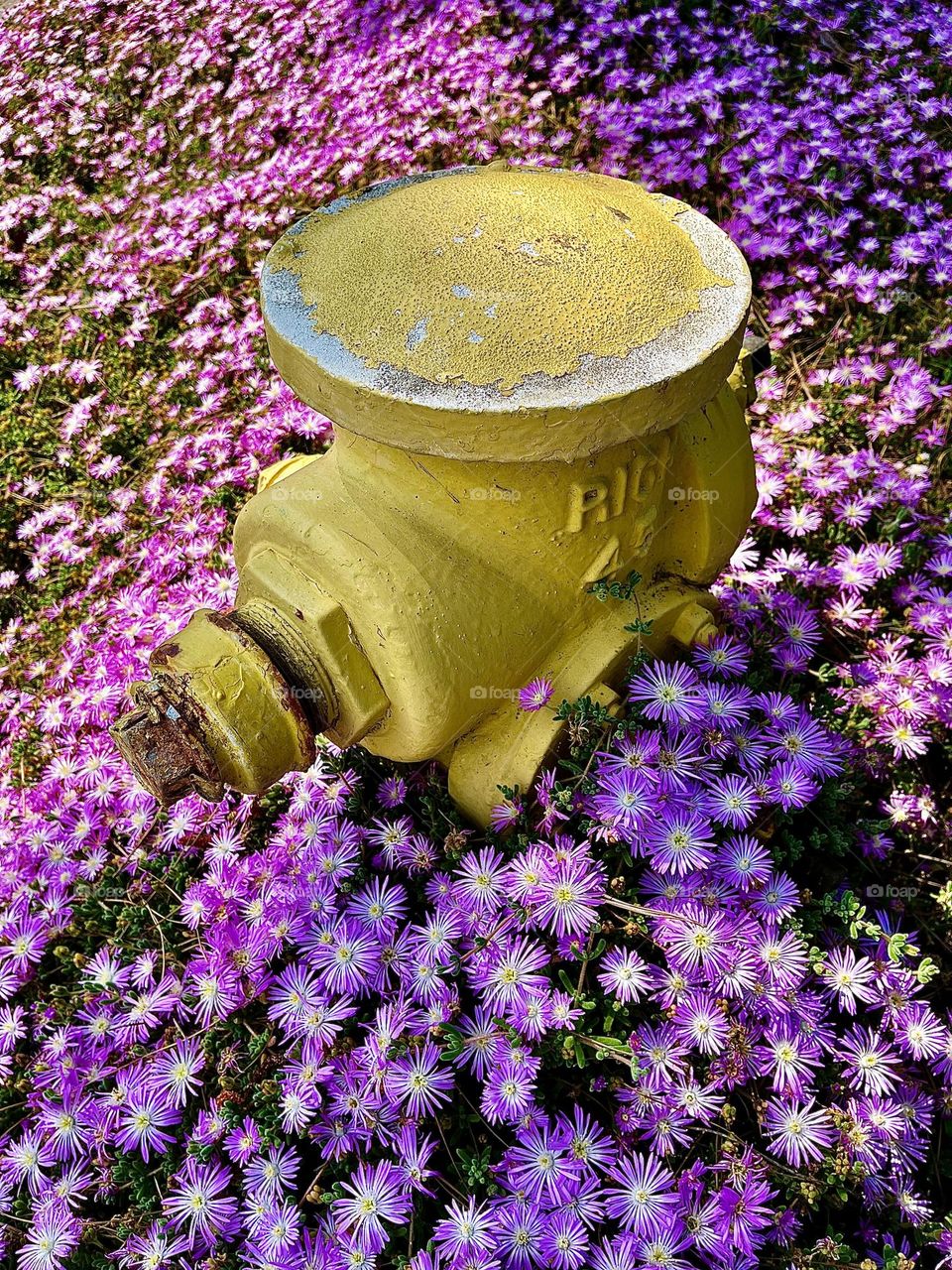 Yellow and Purple Contrast