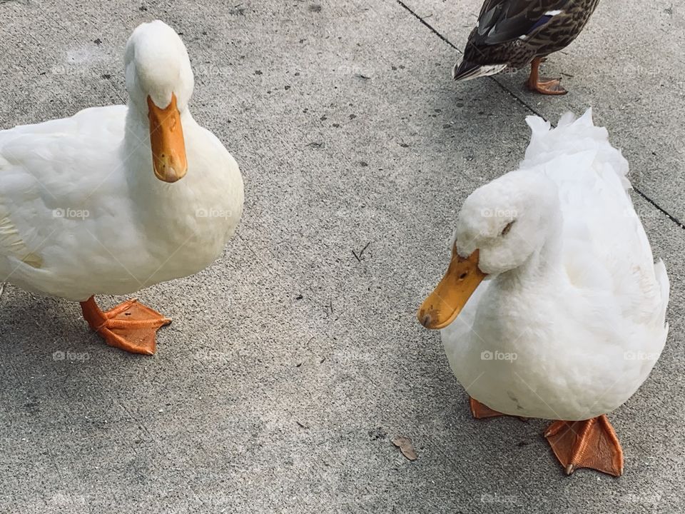 Trips to the local creek are a lot more fun with the ducks around. All of them are cute, but we do have our favorites. 
