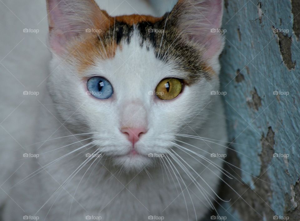 Aje and heterocromia 