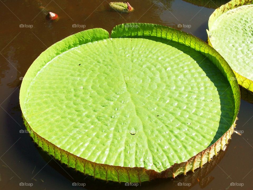 Lily pad 