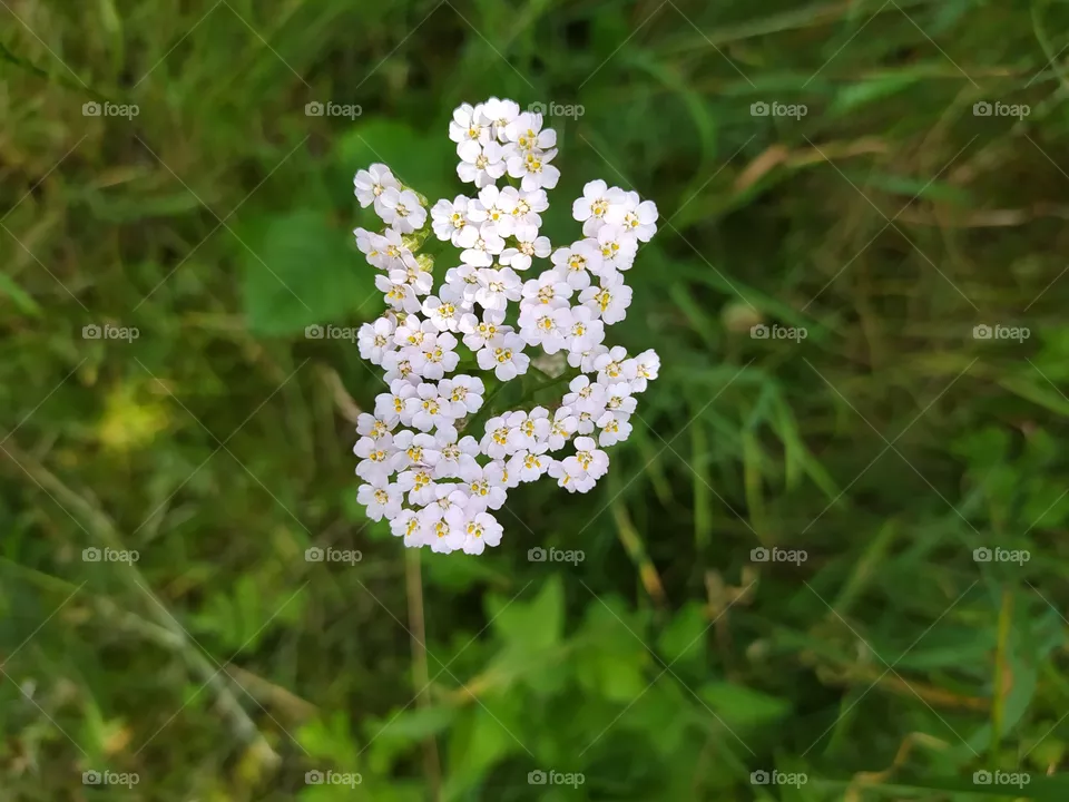 Flower in summer