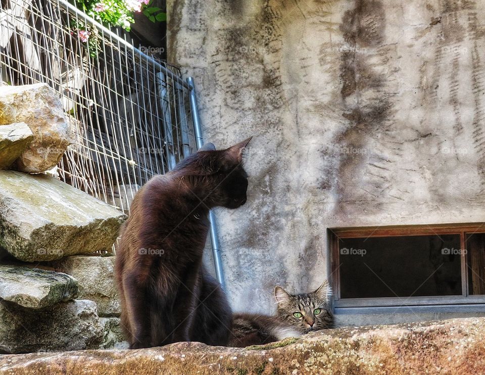 French cats Alsace