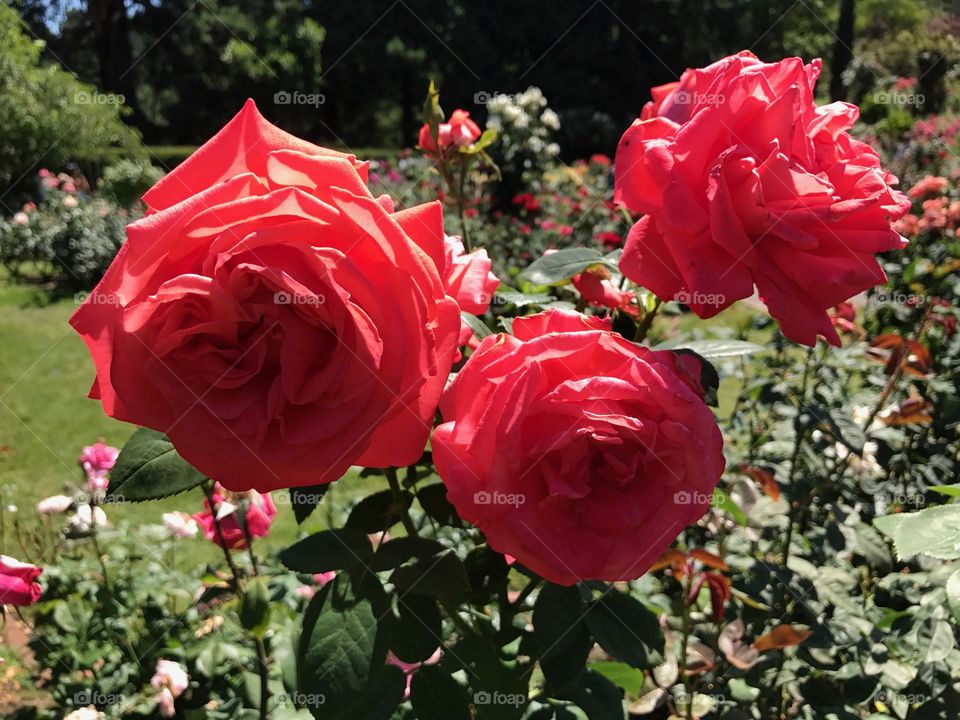 Portland Rose garden: Family of three
