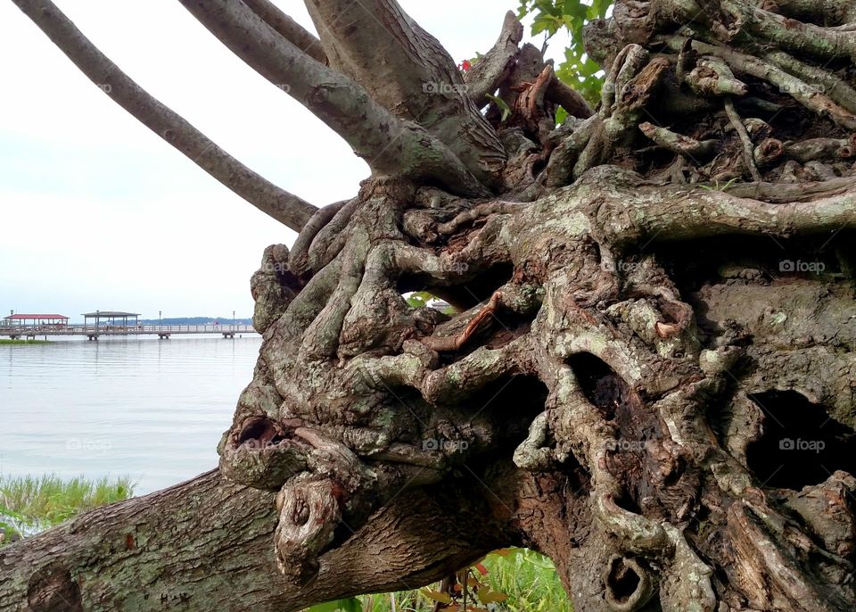 Fallen oak trunk by the water