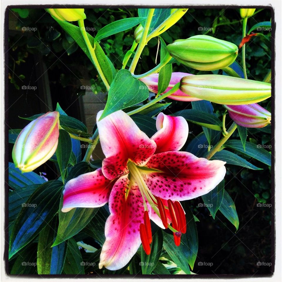 Amazing lilies