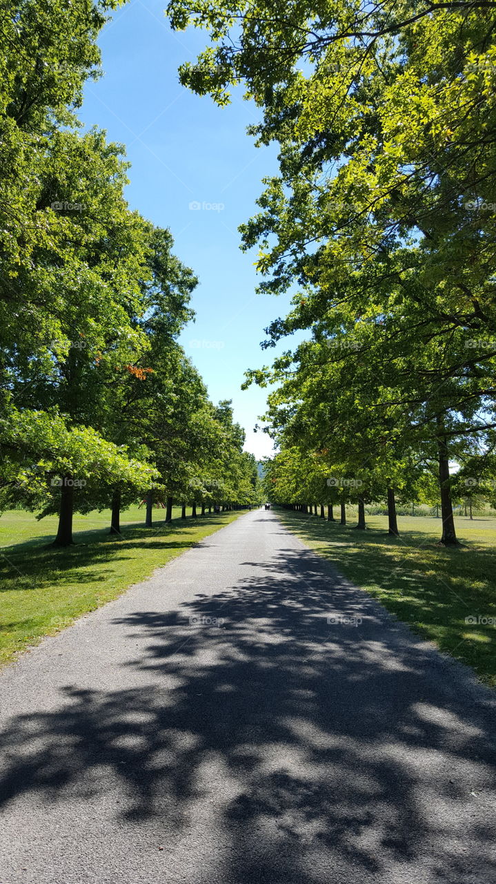 Beautiful tree path