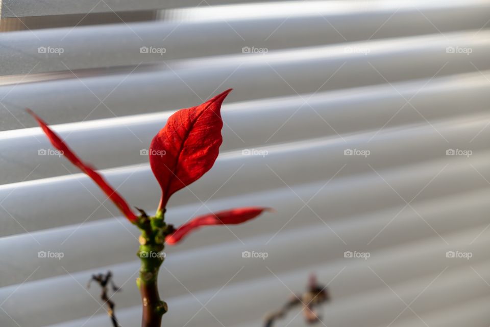 Plant with red leaves on window sill. Slovakia