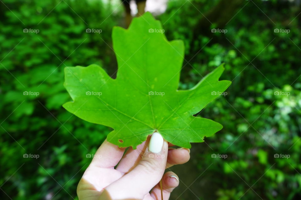 Leaf
