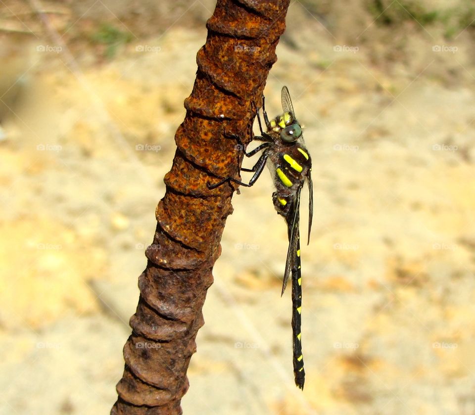 DRAGONFLY WITH STRANGE STRIPES. Working and saw this dragonfly on a piece of our equipment. It stayed so we took its pic. Spur of moment.