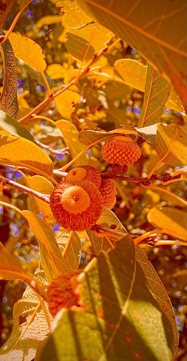 Autumn 