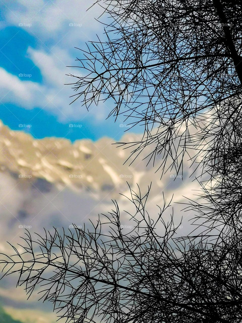 Bushes through the mountain