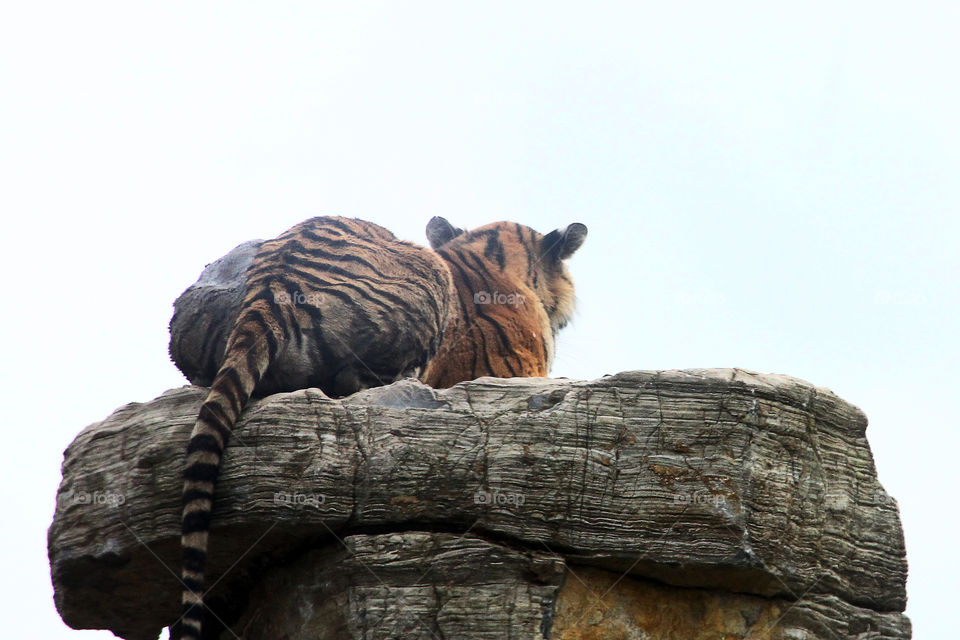 tiger scout. A tiger scouting the area in the wild animal zoo, china.