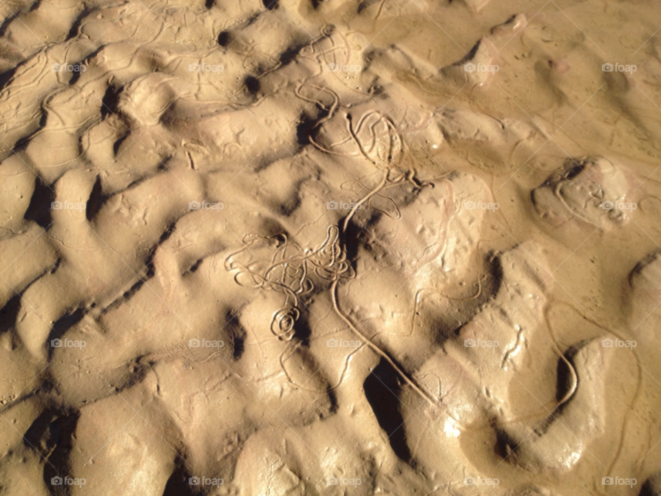 brazos river bottom in bryan tx nature snake snake squiggles in river bed by justtinkerbell