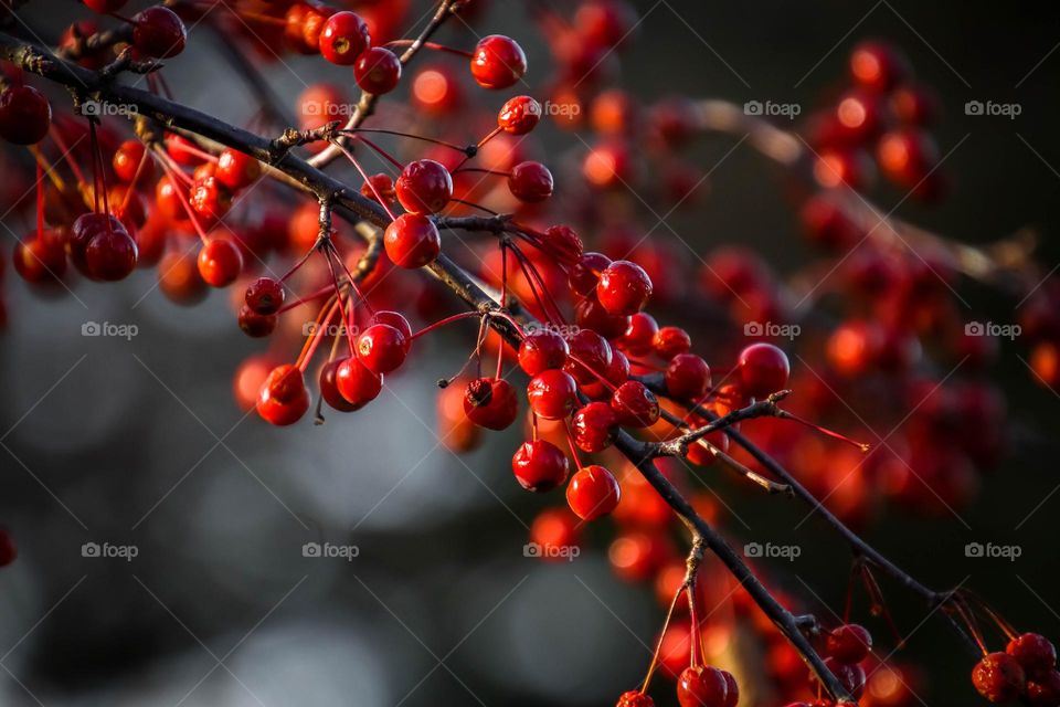 Bright red crab apples in december