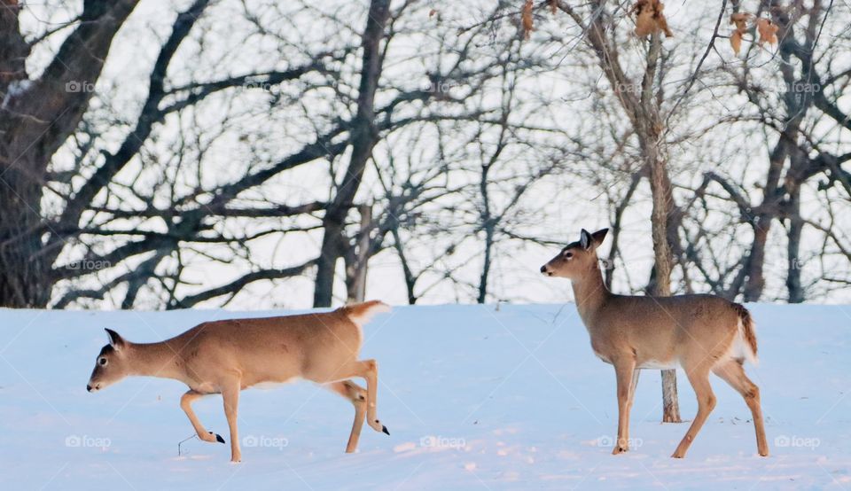 Gorgeous deer in snow!! 