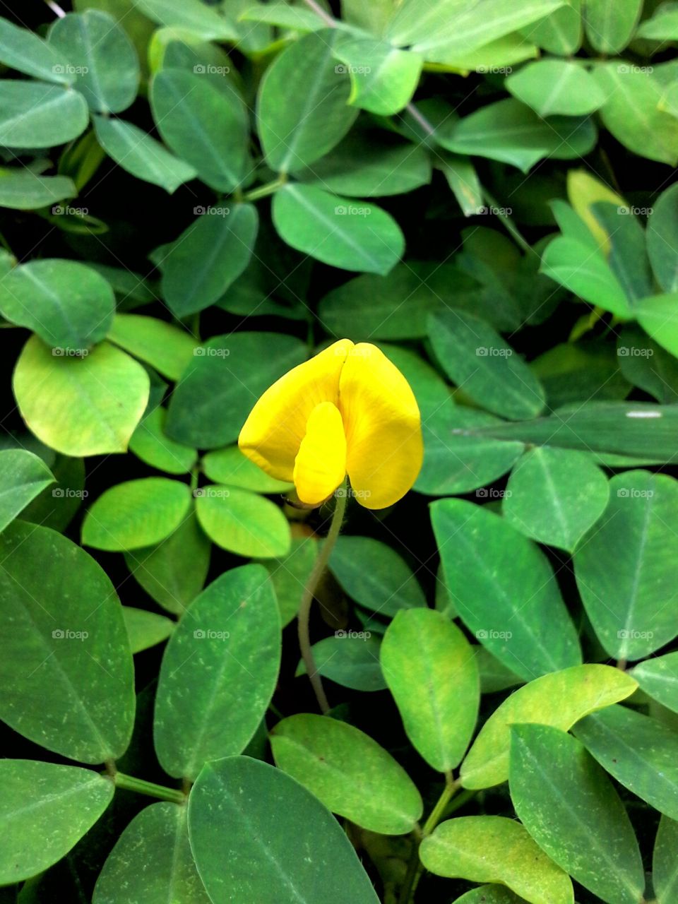 Small yellow flower