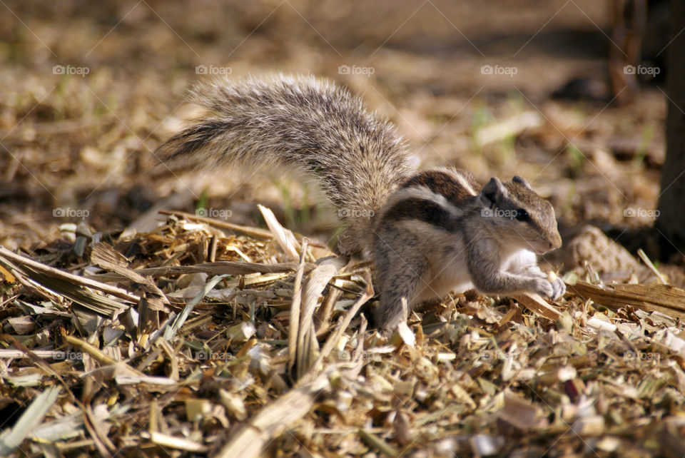 A squirrel enjoying her treat by holding it betweven both her front paws.