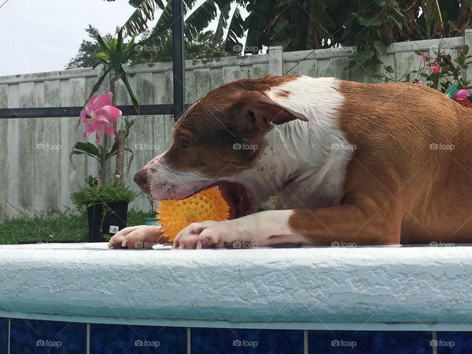 Dog playing with an orange ball at the pool