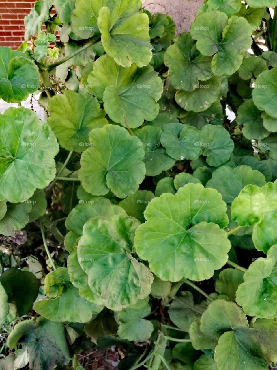 A beautiful landscape of green garden plants.