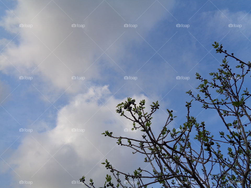 branch background clouds
