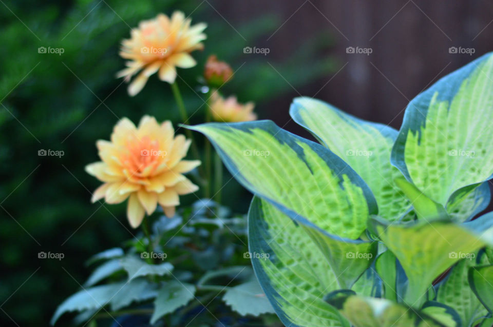 Hasta foliage and flowers  bokeh