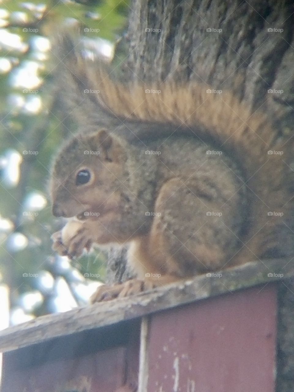 Cold but Cute furry brown Squirrel eating an acorn on top of old red bird house 