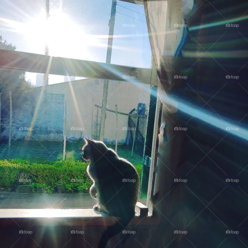 cat at sun
